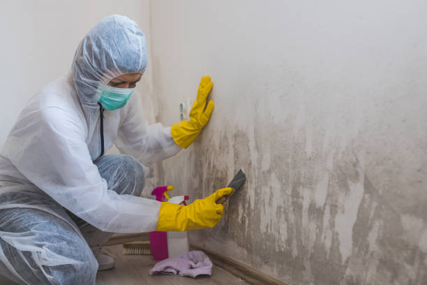 Best Mold Remediation Experts  in Fairfax, OK