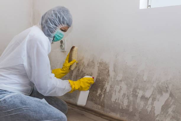 Best Commercial Mold Removal  in Fairfax, OK