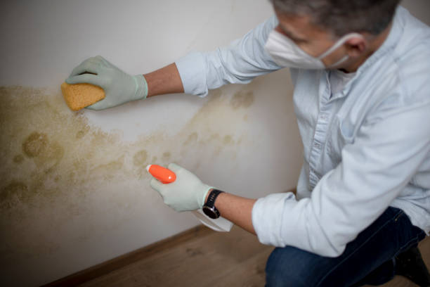 Best Best Mold Removal Companies  in Fairfax, OK