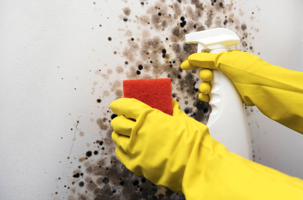 Best Mold Remediation  in Fairfax, OK